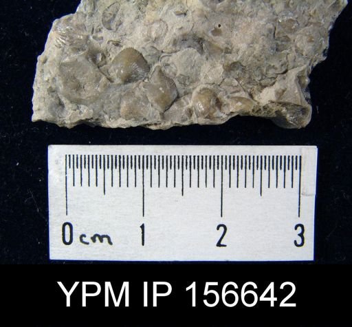 Zygospira mica