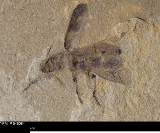 undet. Coleoptera