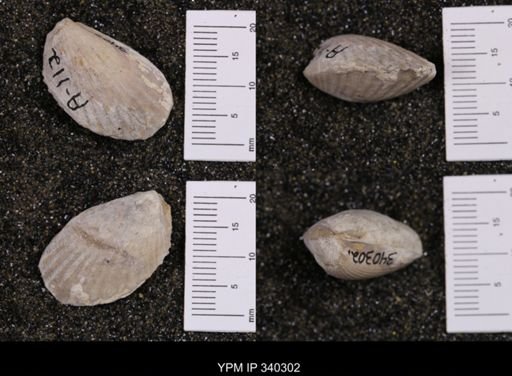 Lima sp.