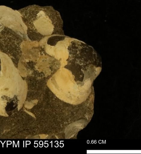 Protocardia sp.