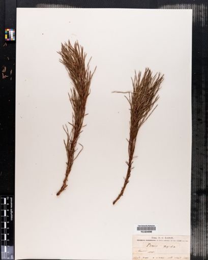 Pinus rigida
