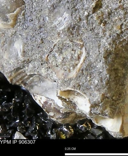 undet. Bivalvia