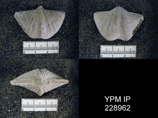 Neospirifer kansasensis