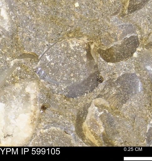undet. Bryozoa