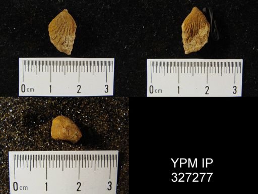 Rhynchospirina sp.