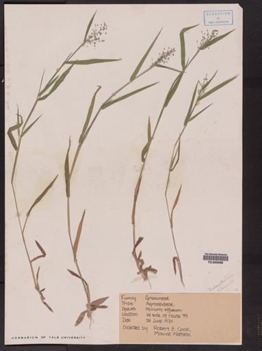 Panicum