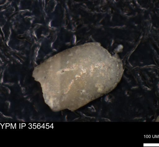 undet. Foraminiferida