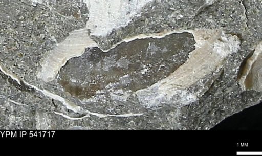 Limopsis striatopunctatus