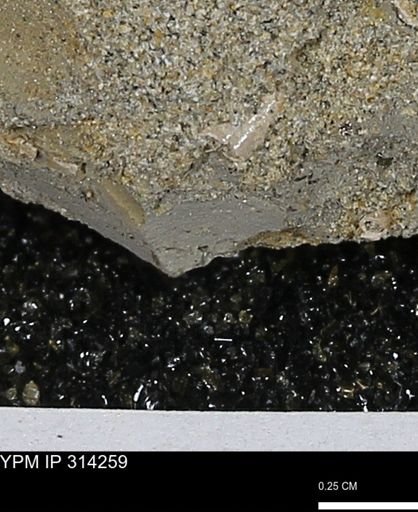 undet. Scaphopoda