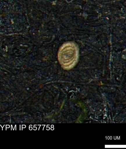 Spirolocammina subcircularis