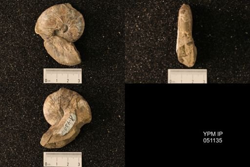 Hoploscaphites nicolletii
