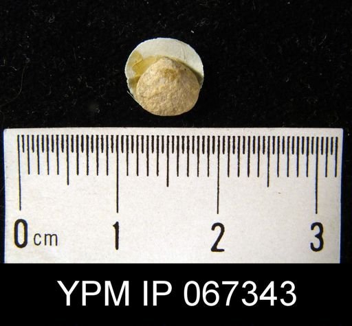 Rhipidomella oblata emarginata
