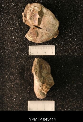 Hoploscaphites nicolletii