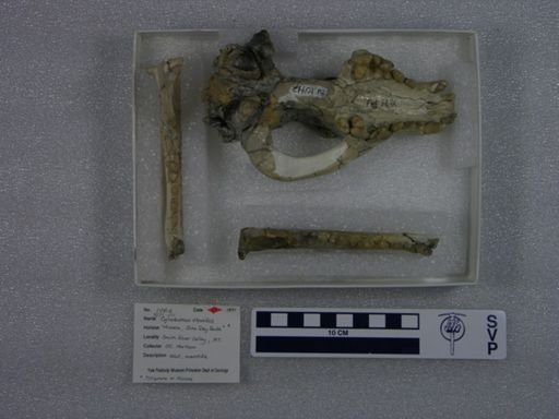 Cynodesmus thooides