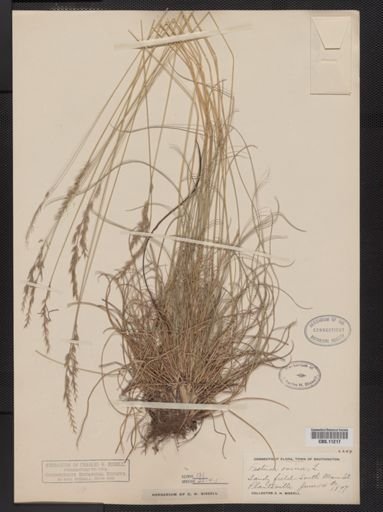 Festuca ovina
