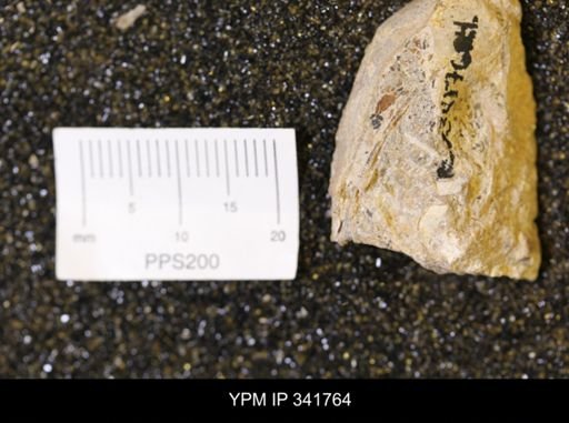 Scaphites sp.