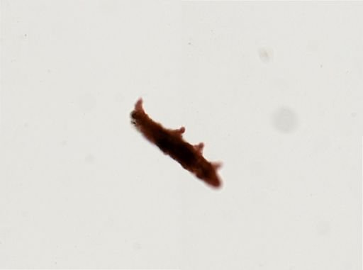 Dactylobiotus