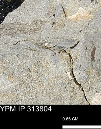 undet. Mollusca