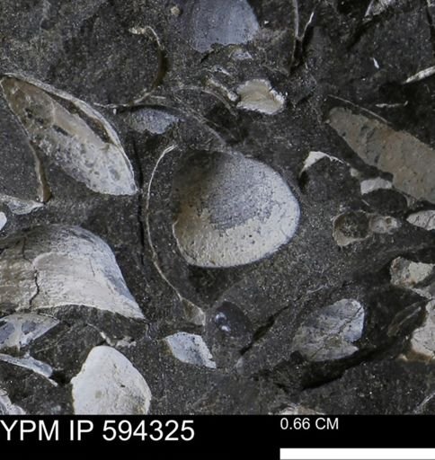 undet. Bivalvia