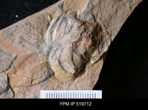 undet. Mollusca