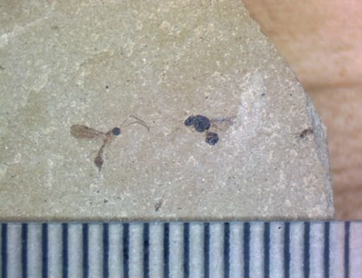 undet. Hymenoptera