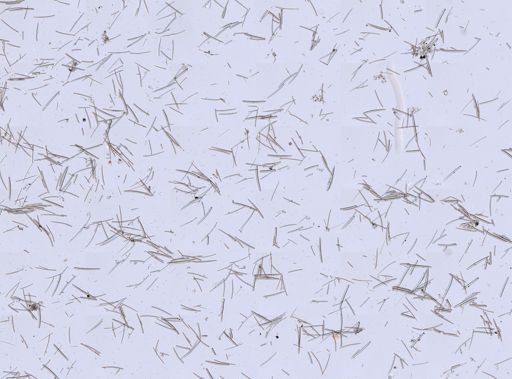 Isodictya deichmannae