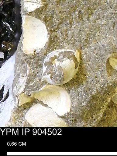 Corbulamella sp.