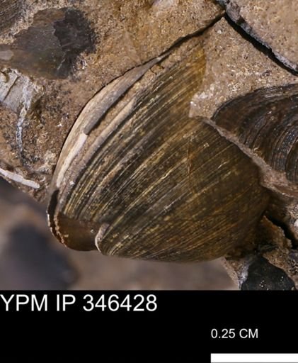 Limopsis striatopunctatus