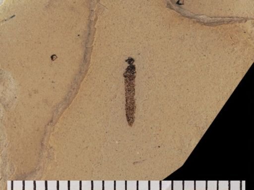 Tipulidae