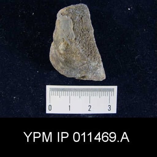 Linoproductus cora