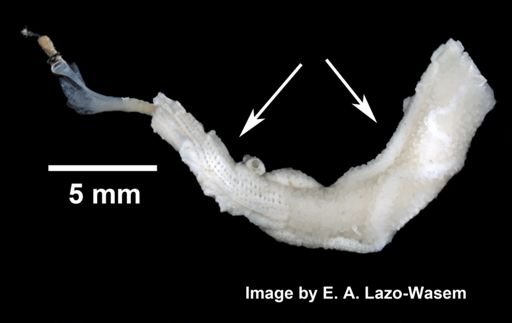 Stromatospongia vermicola