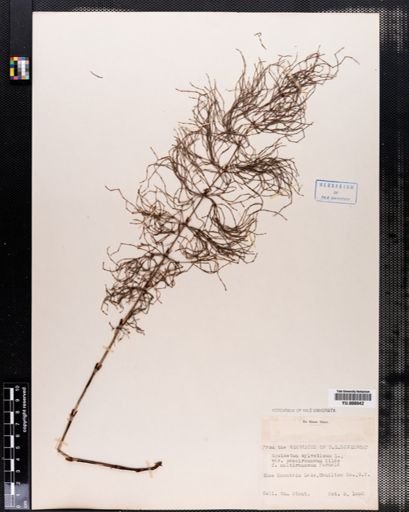 Equisetum sylvaticum