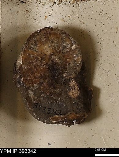 Scaphites sp.
