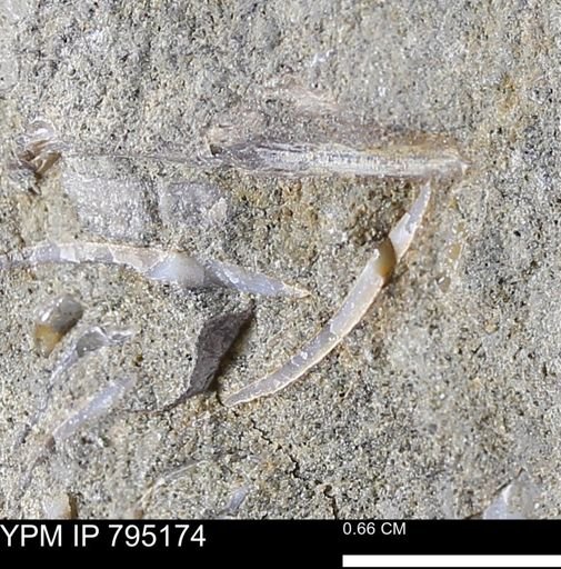 undet. Bivalvia