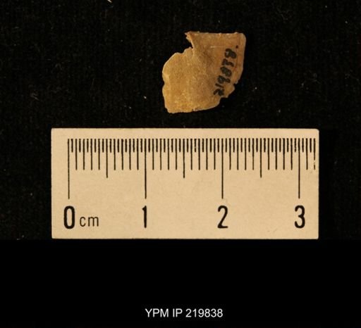 Chonetes granulifer
