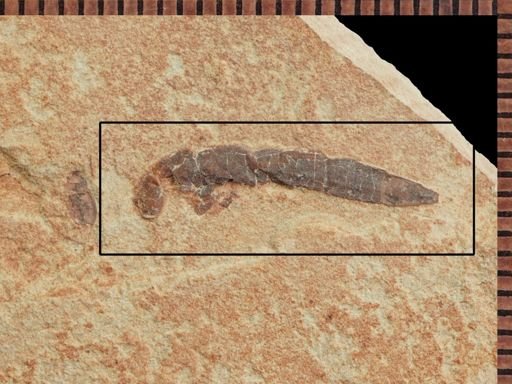 undet. Staphylinidae