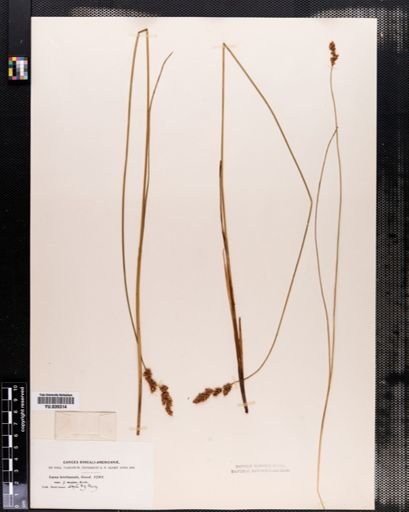 Carex diandra