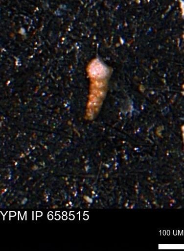 Verneuilinoides kansasensis