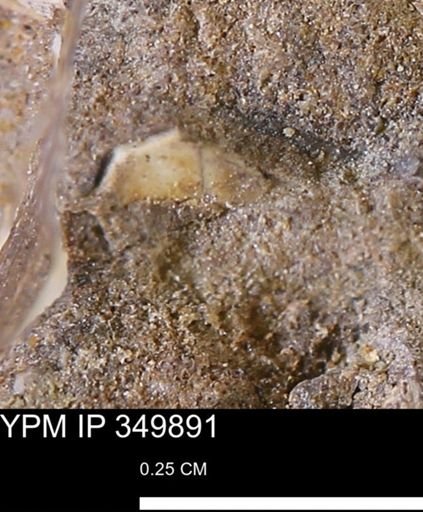 undet. Mollusca