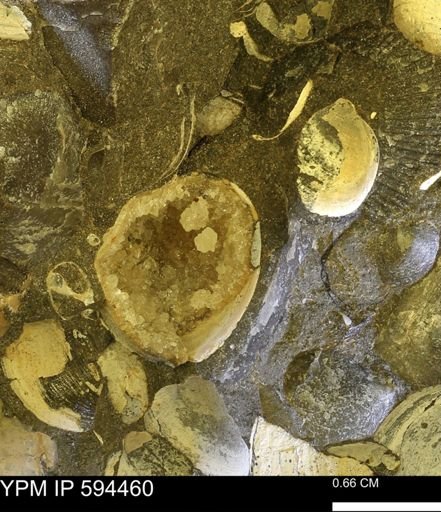 Protocardia sp.