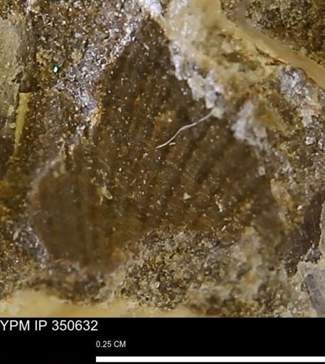 undet. Bivalvia