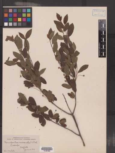 Ilex mucronata