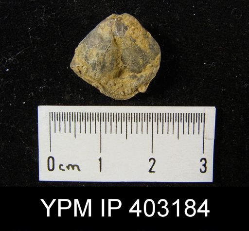 Composita trinuclea