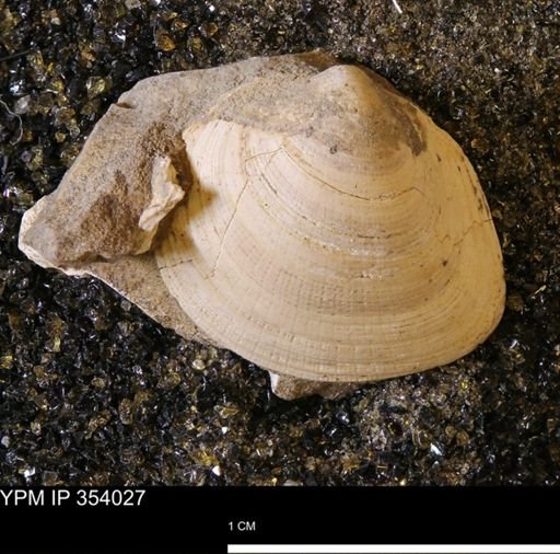 Limopsis striatopunctatus