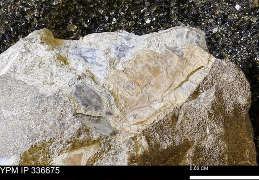 undet. Ammonoidea