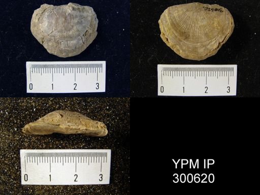 Strophomena planumbona