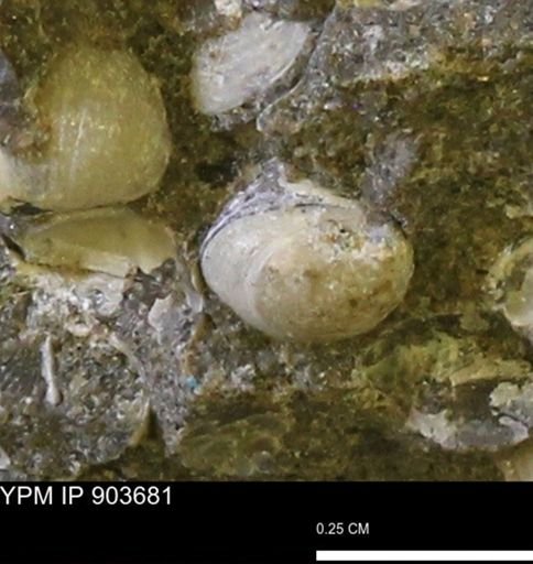 Corbulamella sp.