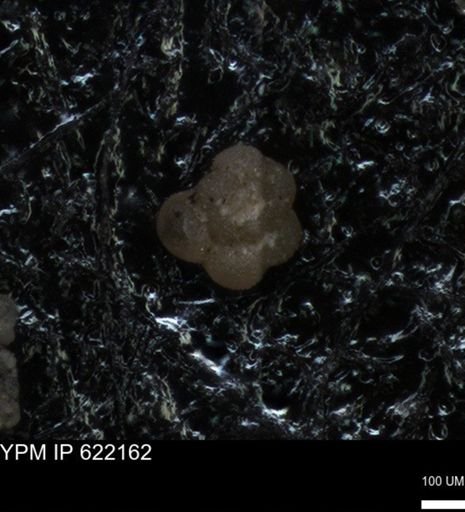 undet. Rugoglobigerinidae