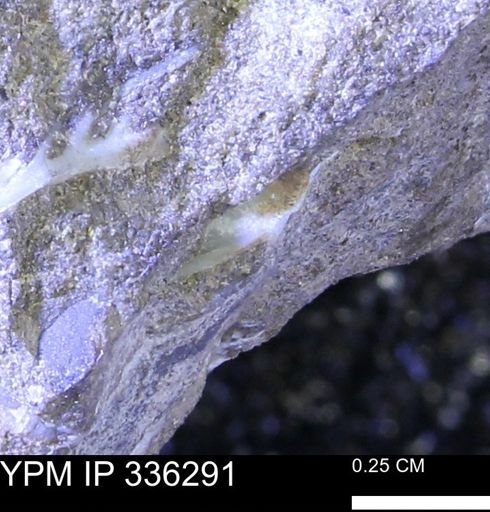 undet. Mollusca