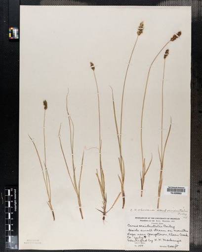 Carex